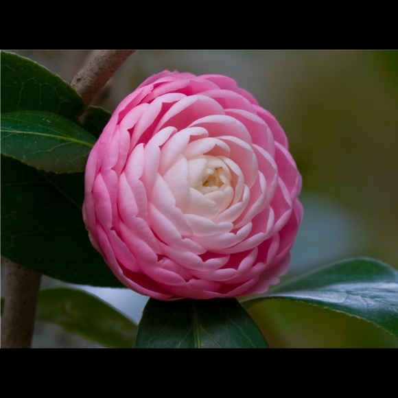 Meet your Posher, Amanda - Picture 1 of 1